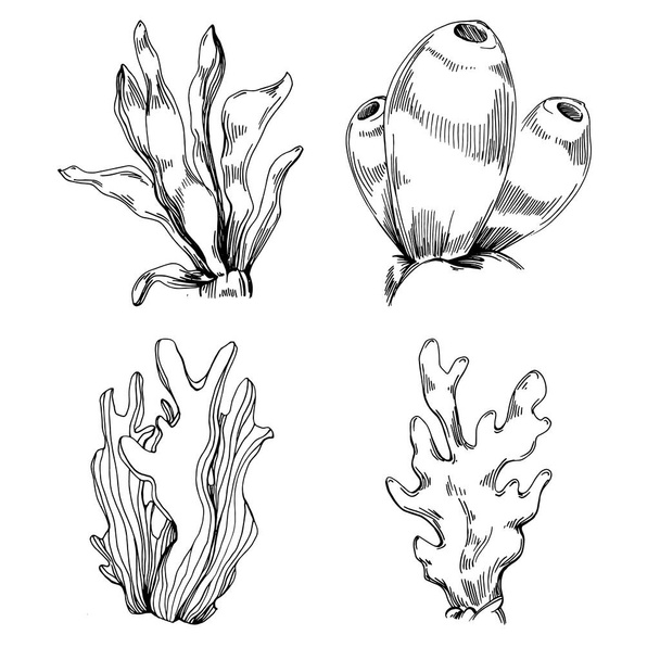 Hand drawn corals isolated on white. Sketch drawing - Vetor, Imagem