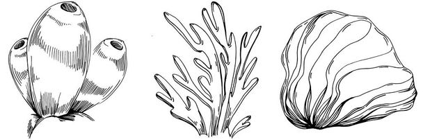 Hand drawn corals isolated on white. Sketch drawing - Vektör, Görsel