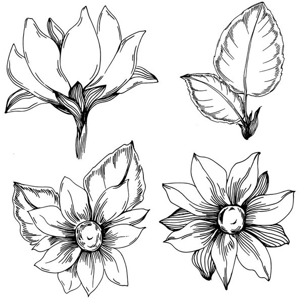 Napraforgó nyár. Izolált botanikus virág, levelek. Fekete-fehér vésett rajz tinta művészet. Levél növény botanikus kert virágos lombozat. Vadvirág rajz levél illusztráció elem. - Vektor, kép