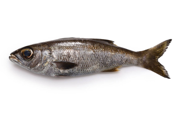 Kuromutsu( Japanese bluefish ) isolated on white background - Fotografie, Obrázek