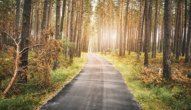 Asphalt path in a forest, summer nature travel concept, color toning applied. - Valokuva, kuva