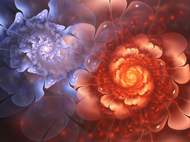 Värikäs fraktaali kukkia, digitaalinen taideteos luova graafinen suunnittelu
 - Valokuva, kuva
