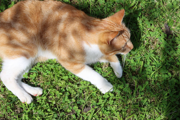 Cat playing on green grass. Cute ginger cat in a garden. Summer day photo.  - Foto, Imagen