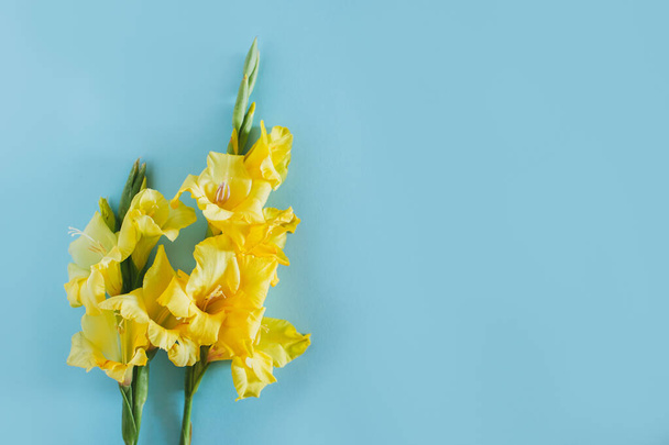 Beautiful yellow Gladiolus flowers on a blue background. Place for text. - Fotó, kép