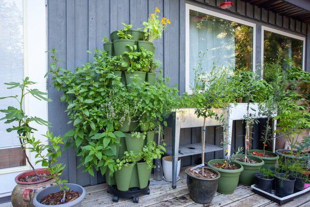 Growing in vertical towers is perfect for small spaces. They make the most out of any spot, and enable you to grow anything! This tower is filled with herbs and is close to the kitchen for easy access - Photo, Image