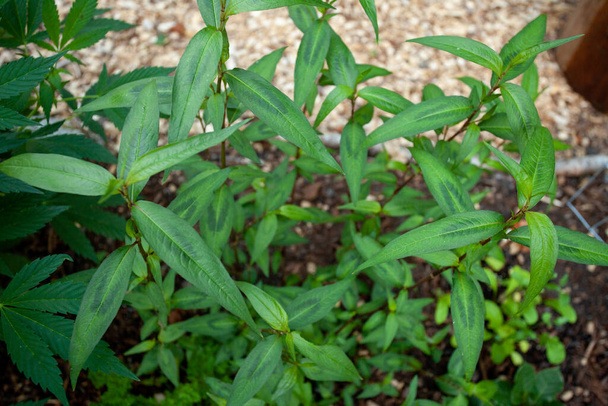 A Vietnamese cilantro plant growing in a garden. This culinary herb is a sub-tropical perennial and is used in Laksa soup dishes and salads. - Photo, Image