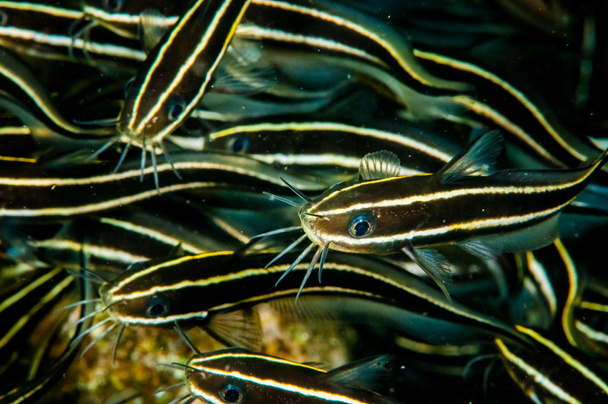 Группа полосатых сомов в Банде, Индонезия подводное фото
 - Фото, изображение