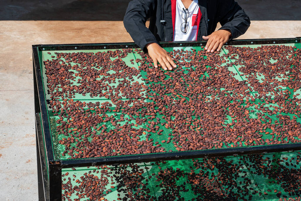 Çiftçiler güneşli bir günde organik kakao çekirdeği kurutuyorlar. - Fotoğraf, Görsel