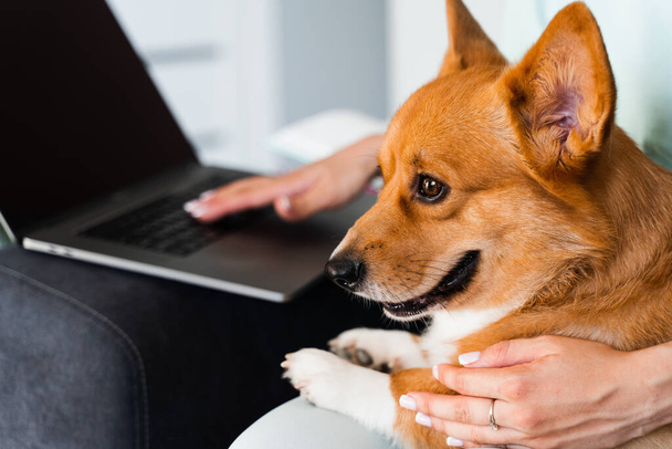 Purebred Corgi dog sits on the hands of the owner. Typing text on laptop and holding lovely Welsh Corgi Pembroke in hands. Business working online with laptop - Foto, Bild