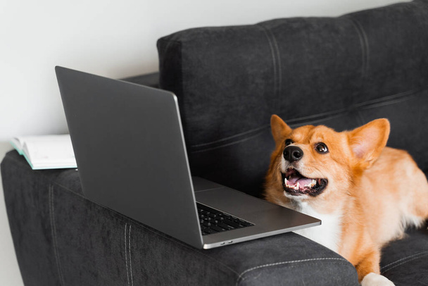 Playful Welsh Corgi Pembroke dog sitting with laptop and smile. Working online with laptop. Happy purebred Corgi dog creative idea with laptop for advertising - Photo, image