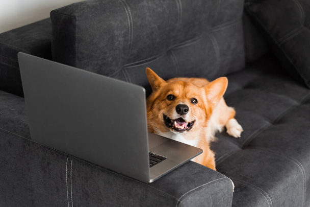 Playful Welsh Corgi Pembroke dog sitting with laptop and smile. Working online with laptop. Happy purebred Corgi dog creative idea with laptop for advertising - Foto, afbeelding