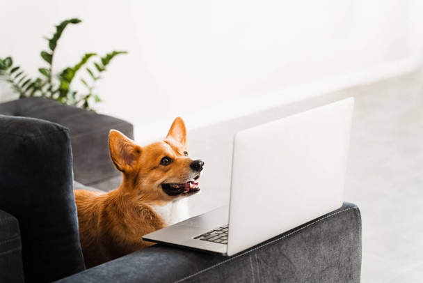Welsh Corgi Pembroke dog smiling with laptop. Purebred Corgi dog creative idea with laptop for advertising. Working online with laptop - Photo, Image