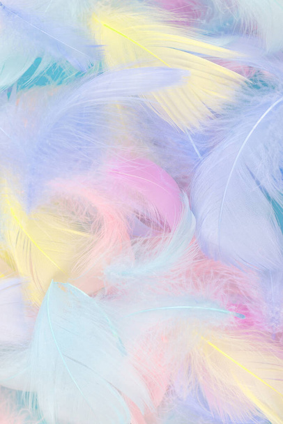 Colorful feather on mint background, top view.  - 写真・画像
