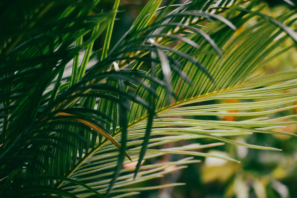 Abstract background of green palm leaves, branches. Tropical foliage wallpaper for desktop. Exotic tropical nature. Details of natural jungle landscape on summer resort. Coconut palm leaf macro photo. - Foto, immagini