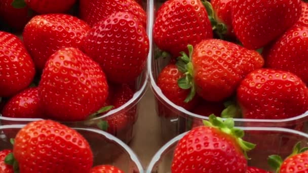 Strawberries packaged in box, sweet ripe perfect strawberry harvest, organic garden and agriculture concept - Кадры, видео