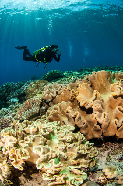 Дайвер и кораллы из кожи грибов в Банде, Индонезия подводное фото
 - Фото, изображение