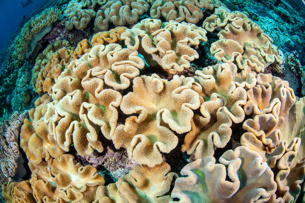 Μανιτάρι δέρμα κοράλλια σε υποβρύχια φωτογραφία μπάντα, ΙΝΔΟΝΗΣΙΑ - Φωτογραφία, εικόνα