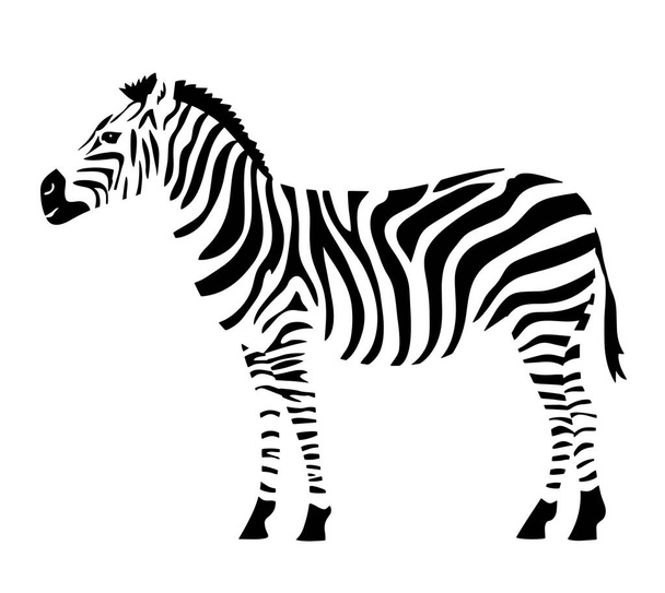Striped zebra isolated on a white background - 写真・画像