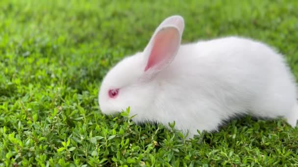 A beautiful rabbit is eating grass in the field. Beautiful white rabbit in the garden. - Video