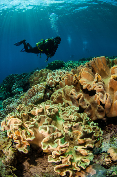 Buceadores y corales de cuero de setas en Banda, Indonesia foto submarina
 - Foto, Imagen