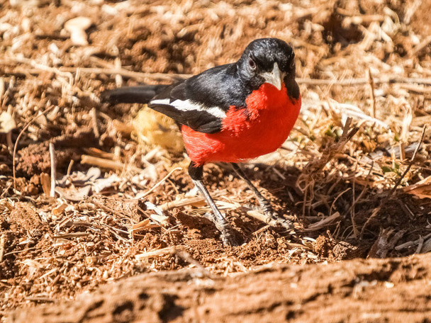 Crimson breasted shrike bright back and red on ground in South Africa. - Φωτογραφία, εικόνα