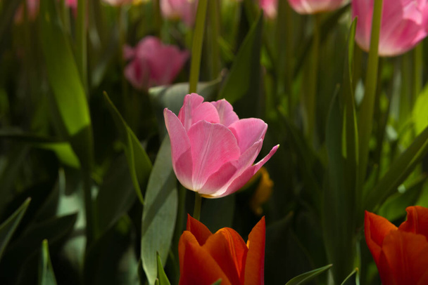 Tulip wallpaper photo. Printable pink tulip photo. Spring blossom background. - Фото, изображение