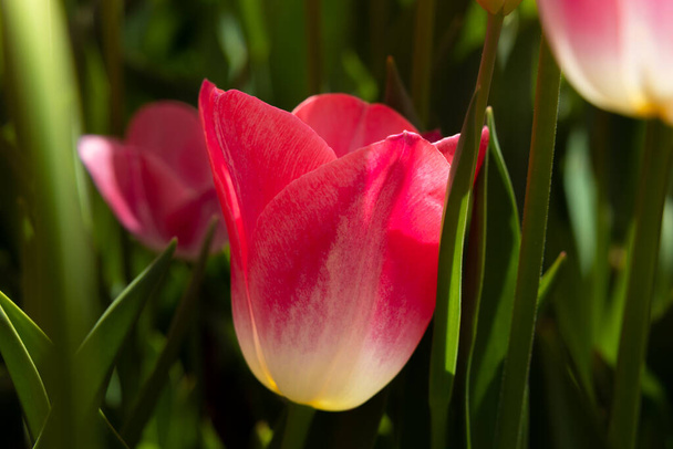 Pink tulip wallpaper or canvas print photo. - Valokuva, kuva