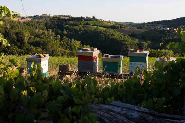 Man-made bee hives in a country hill landscape in summer. Beekeeping or apiculture is getting popular. - Photo, Image