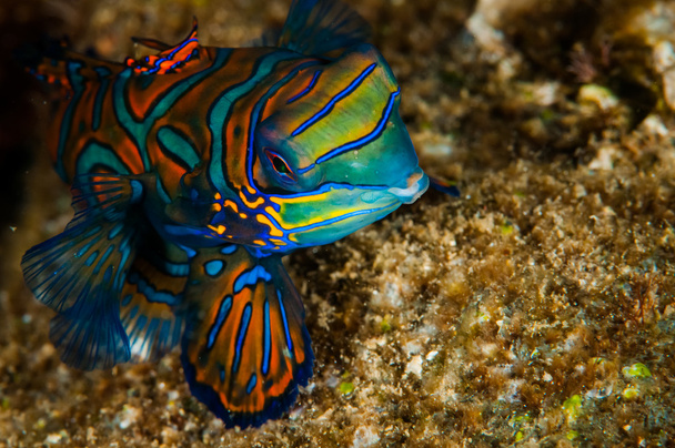Сіра mandarinfish підводний фото Банда, Індонезія - Фото, зображення