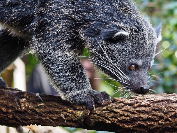 A closeup portrait of a fantastic captivating Binturong with sparkling eyes. - Photo, Image