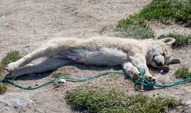 Close up of young wild sled dog puppy stretched out  in Ilulissat, Greenland on 17 July 2022 - Фото, изображение