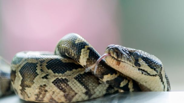 Portrait de serpent gros plan
 - Photo, image