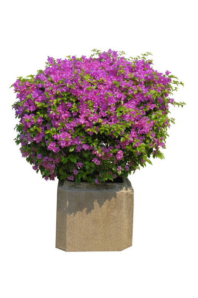 Pink Bougainvillea Flowers in A Flower pot ,isolated on white background,with clipping path, for park or garden decorative  - Foto, Bild