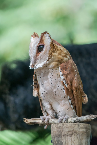 Short-eared Owl - Photo, Image