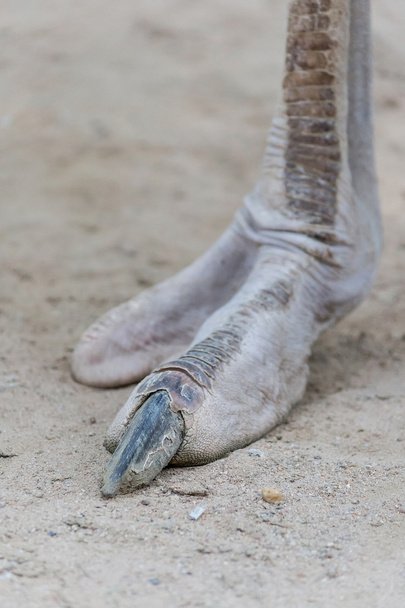 garras de avestruz
 - Foto, imagen