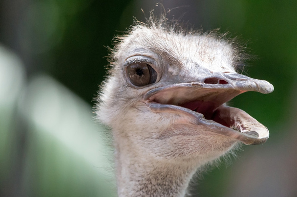 struisvogel hoofd close-up - Foto, afbeelding
