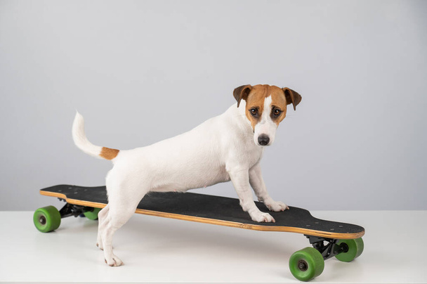 Dog jack russell terrier posing on a longboard in front of a white background - Foto, Imagem