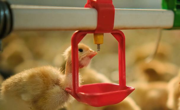 Kippen drinken water per tepel in de familieboerderij. Knabbelen voor het opfokken of de productiefase. Schoon en zoet water - Foto, afbeelding