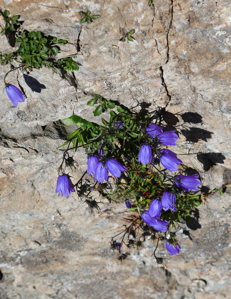 blue bellflower called campanula cochlearfiifolia on the rock in mountains - Foto, Imagen