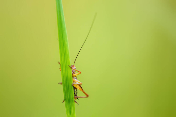 a green grasshopper sits on a stalk in a meadow - 写真・画像