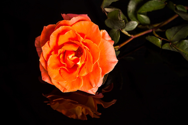 Red rose isolated - Foto, imagen