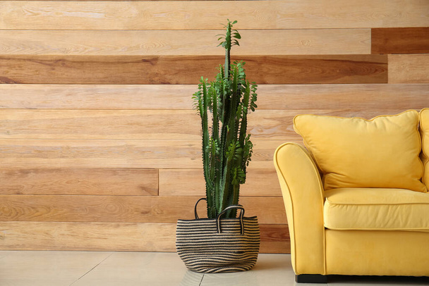 Big cactus and yellow sofa near wooden wall - 写真・画像