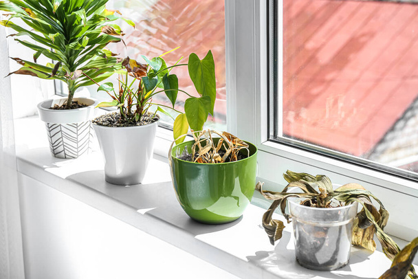 Wilted houseplants on windowsill in room - Zdjęcie, obraz