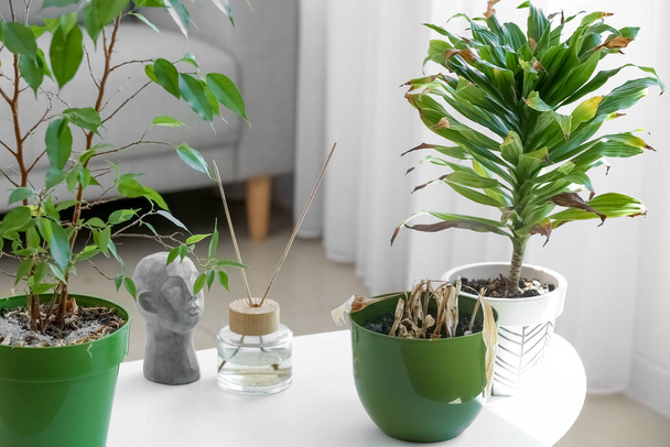 Wilted houseplants with reed diffuser and decor on table in living room - Foto, afbeelding
