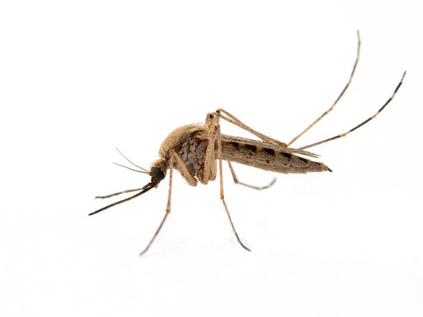 Side view of a female coastal mosquito, Aedes dorsalis, isolated on white. Ladner, Delta, British Columbia, Canada - Foto, immagini