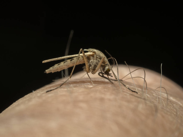 Side view of a female coastal mosquito, Aedes dorsalis, with its proboscis inserted deeply into the skin of a man's finger, preparing to suck blood - Foto, Imagem