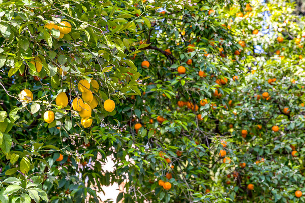 Апельсиновое и лемонное дерево с плодами на ветвях, Андалусия, Испания, Севиль - Фото, изображение