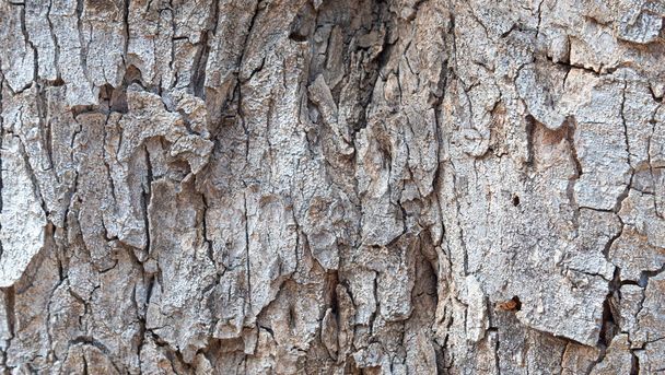 Detail of the brown texture of the bark of a Mediterranean tree - Foto, Bild