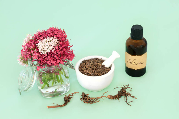 Valerian herb root plant medicine for essential oil treatment. Natural adaptogen herbal remedy used as a sedative to treat, anxiety, insomnia, headaches, menopause problems. On green. - Foto, imagen