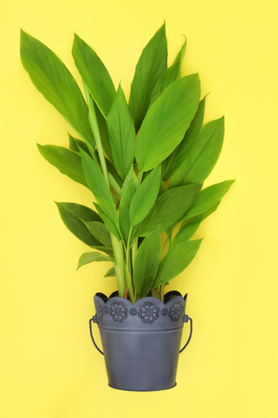 Turmeric plant growing in metal pot. Organic healthy homegrown produce, high in polypehnols, flavonoids, antioxidants. Roots used in cooking and herbal plant based medicine on yellow background. - Foto, Bild